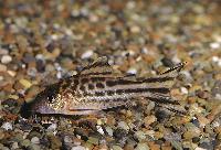 <i>Corydoras robinae</i>