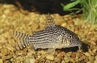 <i>Corydoras sterbai</i>