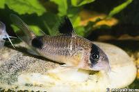 <i>Corydoras panda</i>, Peru