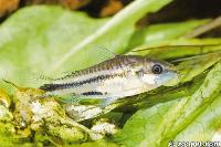 <i>Corydoras pygmaeus</i>, Amazonas