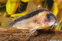 <i>Corydoras rabauti</i>, Brasilien