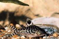 <i>Corydoras reticulatus</i>,  Peru o Brasilien