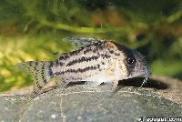 <i>Corydoras schwartzi</i>, Brasilien