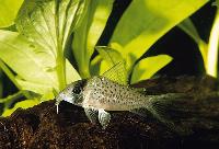 <i>Corydoras sychri</i>