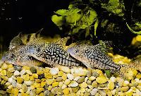 <i>Corydoras sodalis</i>, Peru