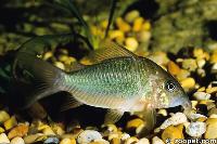 <i>Corydoras splendens</i>