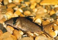 Maskeradcorydoras, falsk banditpansarmal