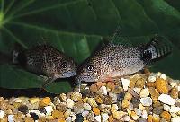 Stjärtfläcks pansarmal/corydoras