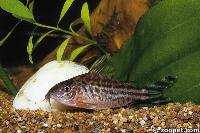 <i>Corydoras robineae</i>, Brasilien