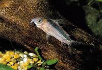 <i>Corydoras zygatus</i>