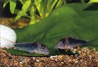 <i>Corydoras treitlii</i>, Amazonas Brasilien