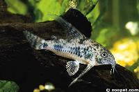 <i>Corydoras paleatus</i>, Argentina