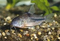 <i>Corydoras nattereri</i>