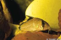 <i>Corydoras metae</i>, Meta system Colombia