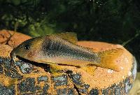 Guldgrön pansarmal, svartbands-corydoras