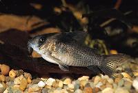 <i>Corydoras melanistius melanistius</i>