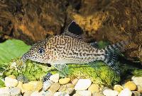 <i>Corydoras leopardus</i>, Brasilien