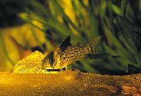 <i>Corydoras leucomelas</i>