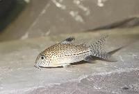 <i>Corydoras julii</i>