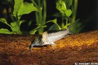 <i>Corydoras imitator</i>, Upper Rio Negro