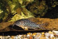 Harald Schultz´s pansarmal, mosaik-corydoras