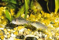 <i>Corydoras elegans</i>