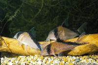 <i>Corydoras davidsandsi</i>