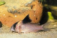 <i>Corydoras burgessi</i>