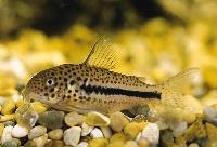 <i>Corydoras bondi coppenamensis</i>