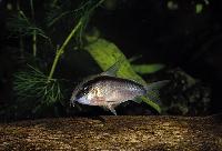 <i>Corydoras arcuatus</i>