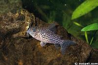 <i>Corydoras araguaiaensis</i>