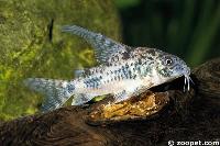 <i>Corydoras paleatus</i> (VF)