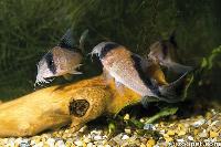 <i>Corydoras davidsandsi</i>