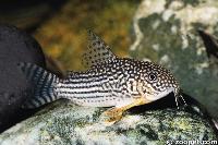 <i>Corydoras sterbai</i>, Mato Grosso