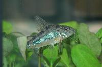 <i>Corydoras paleatus</i>