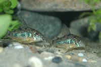 <i>Corydoras paleatus</i>