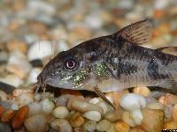 <i>Corydoras paleatus</i>