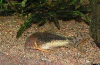 <i>Corydoras gossei</i>