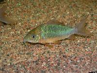 <i>Corydoras splendens</i>