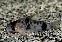 <i>Corydoras reynoldsi</i>