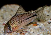 <i>Corydoras bondi</i>