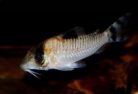 Condiscipulus/kamrat-pansarmalar/corydoras