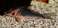 <i>Corydoras semiaquilus</i>, black green