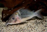 <i>Corydoras multiradiatus</i>