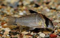 <i>Corydoras</i> cf. <i>potarensis</i>