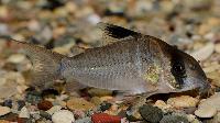 <i>Corydoras</i> cf. <i>potarensis</i>