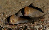 <i>Corydoras davidsandsi</i>