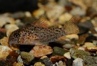 <i>Corydoras xinguensis</i>