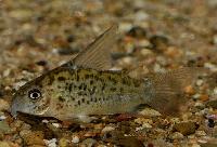 <i>Corydoras armatus</i>