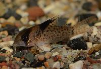 <i>Corydoras</i> sp. 'C21' 